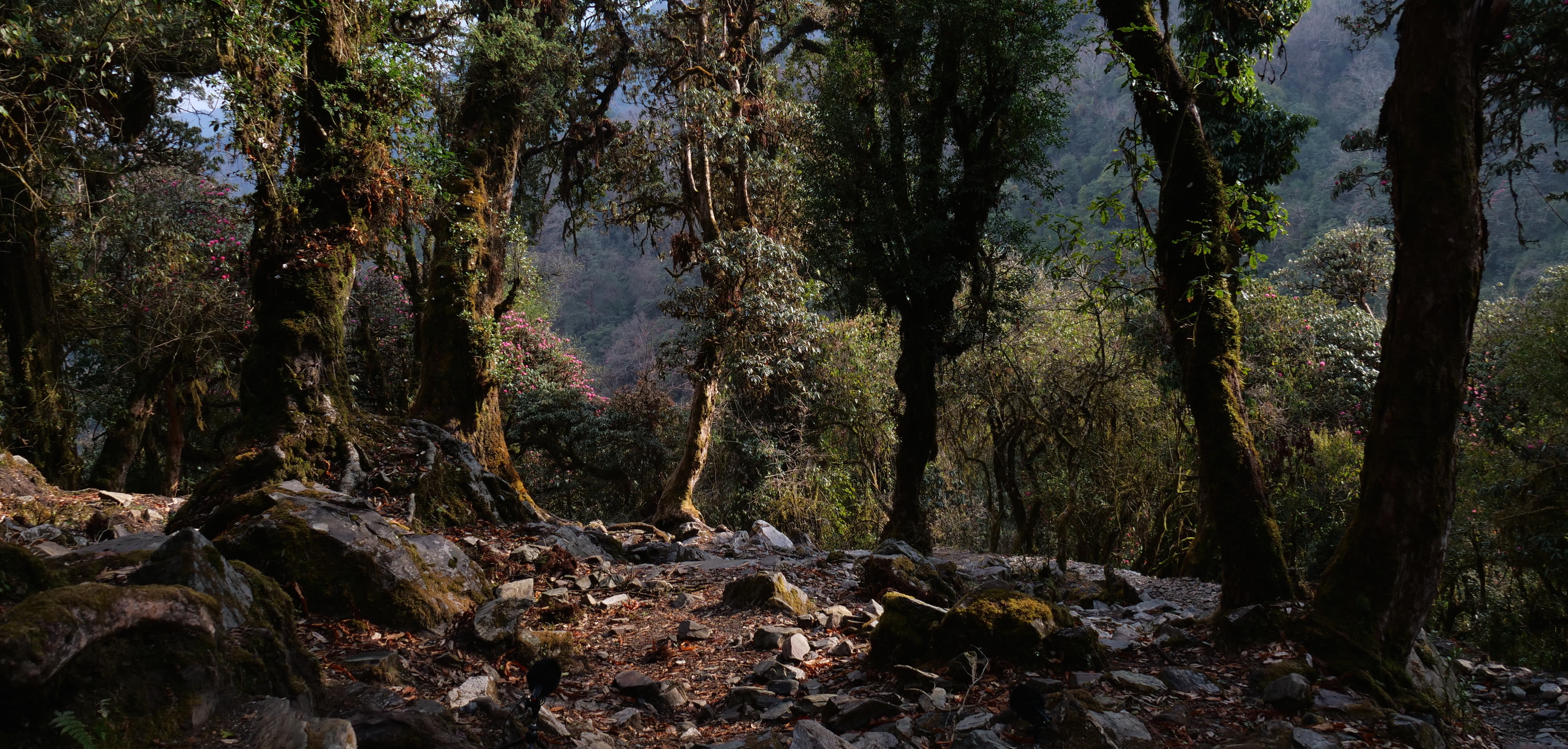 Field Recording nepal himalaya David kamp studiokamp forest wide