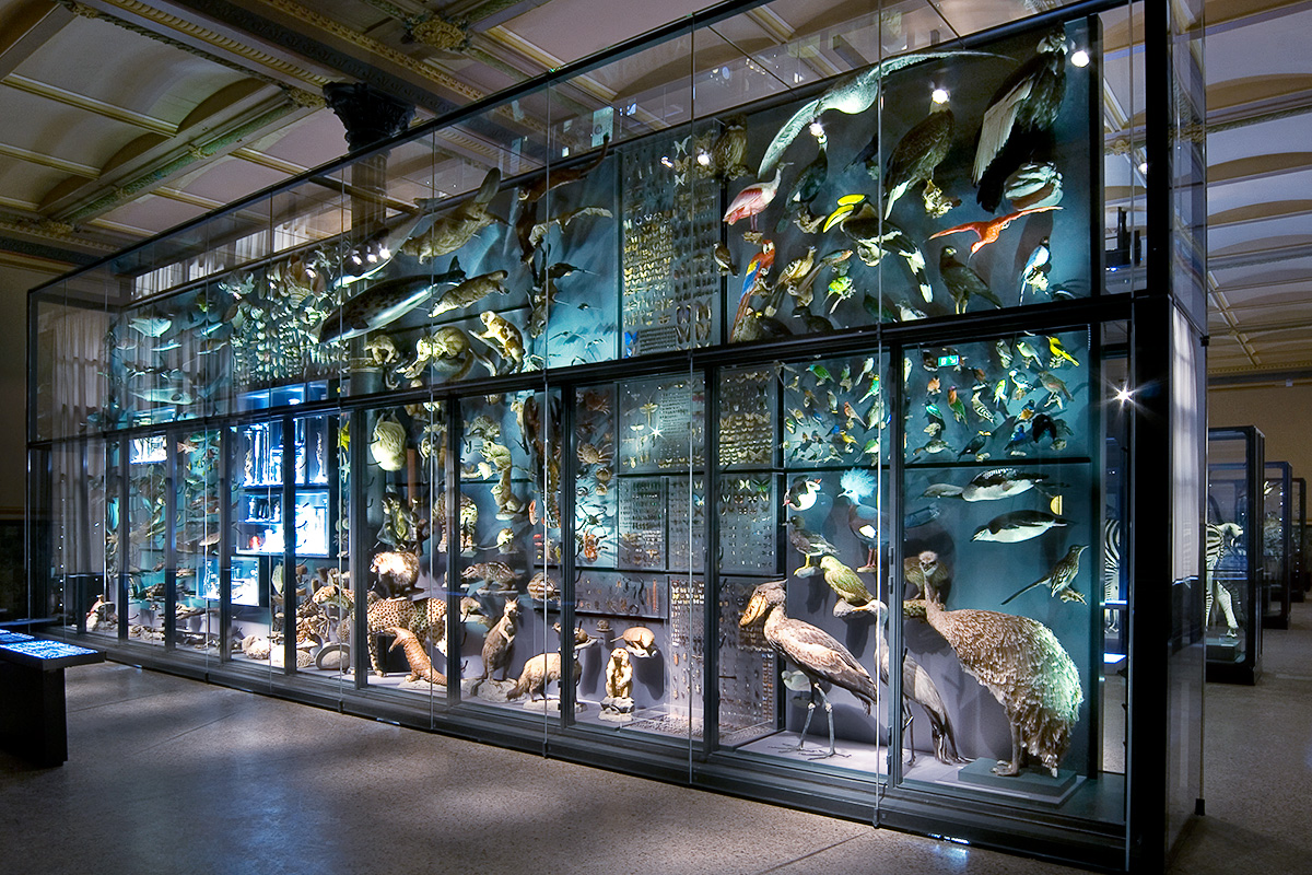 naturkunde museum berlin david kamp studiokamp ar sound birdsong nature sounds keepbig